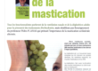 BMH-article-Mastication-orthodontie-fonctionnelle