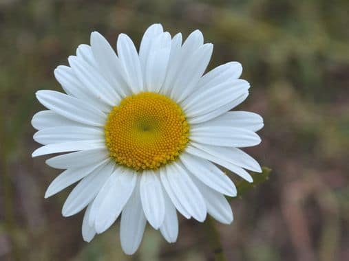 01 bmh stage formation huiles essentielles Camomille