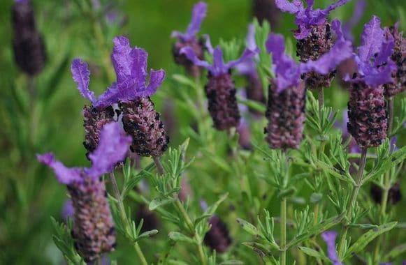 04 bmh stage formation huiles essentielles lavandes stéchades